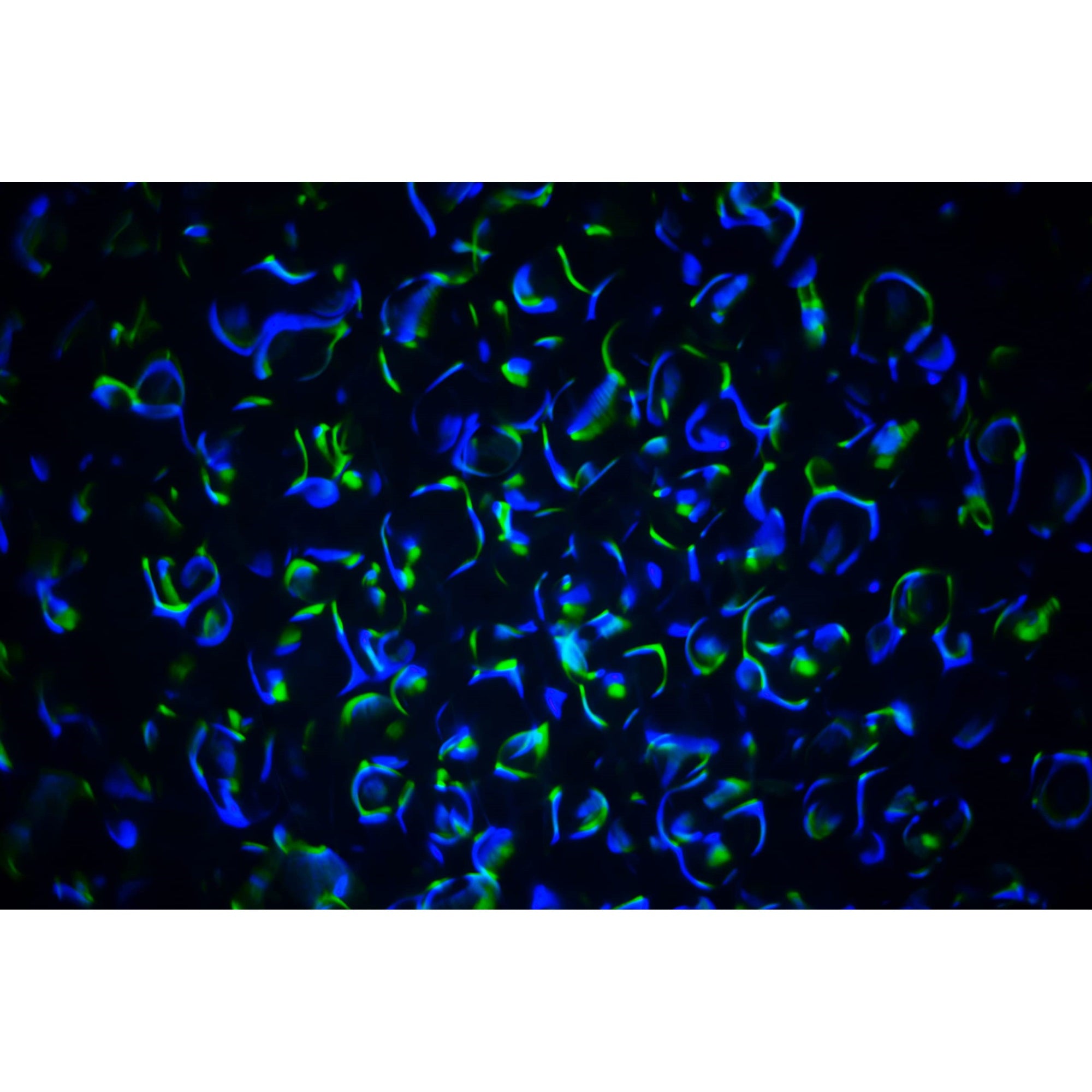 Moving LED Light with Jellyfish Effect